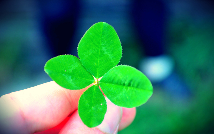 Обои Four Leaf Clover