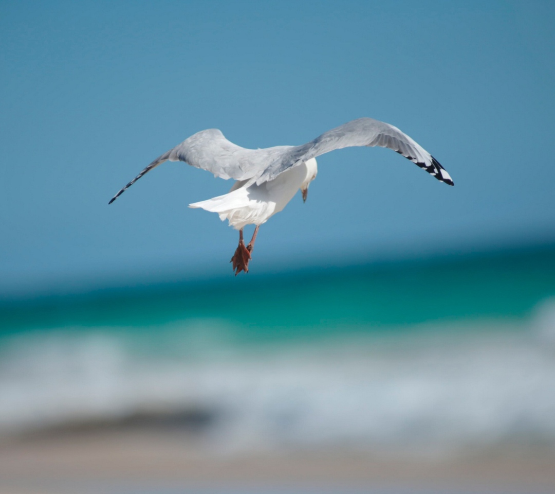 Seagull Flying wallpaper 1080x960