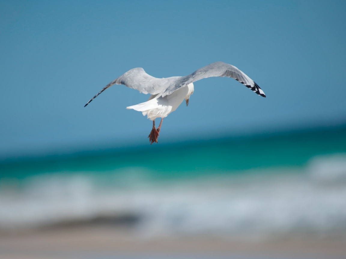 Seagull Flying wallpaper 1152x864