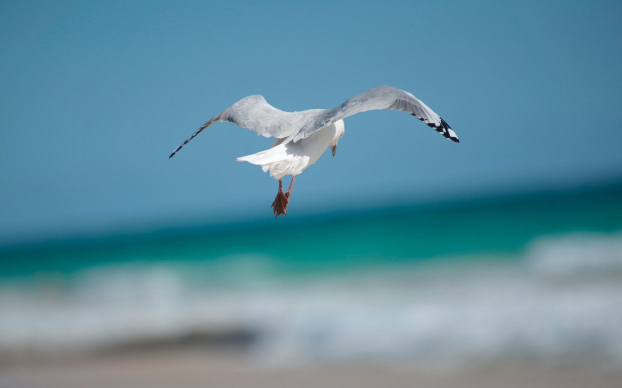 Seagull Flying screenshot #1 1280x800