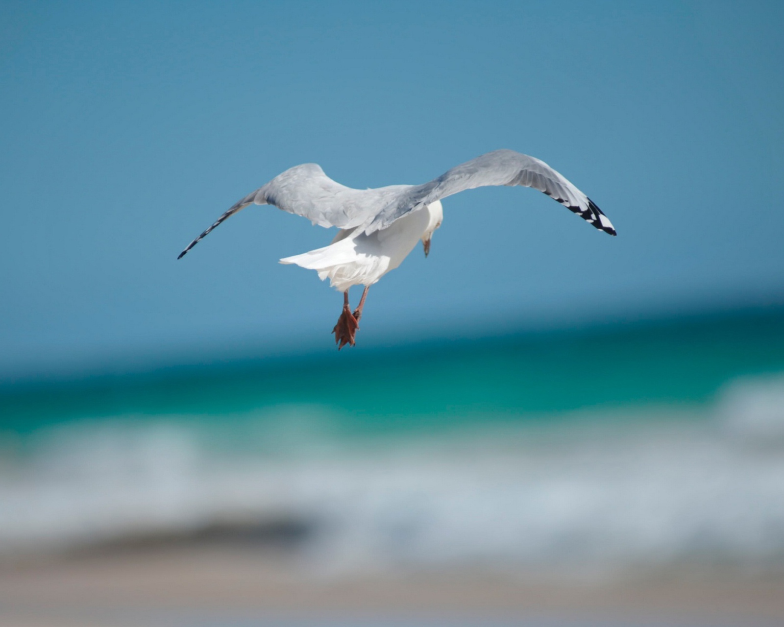 Seagull Flying wallpaper 1600x1280