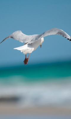 Seagull Flying screenshot #1 240x400