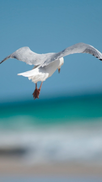 Seagull Flying screenshot #1 360x640