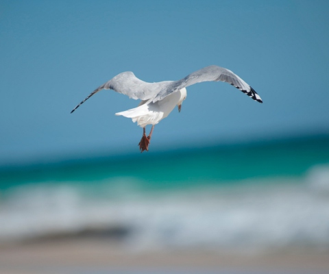 Seagull Flying screenshot #1 480x400