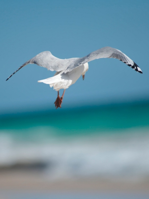 Seagull Flying screenshot #1 480x640