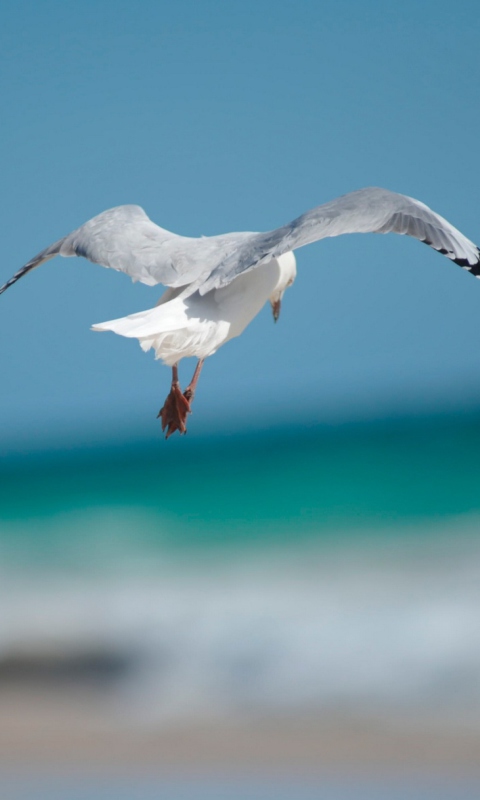 Seagull Flying screenshot #1 480x800