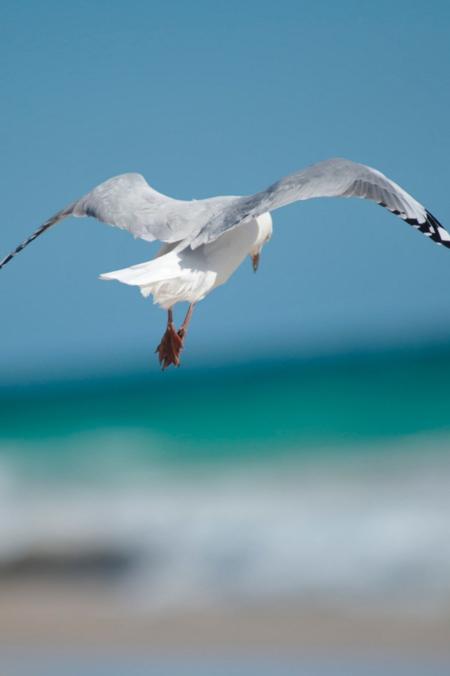 Seagull Flying screenshot #1 640x960