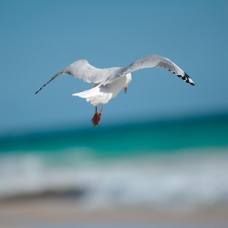 Seagull Flying - Obrázkek zdarma pro iPad Air