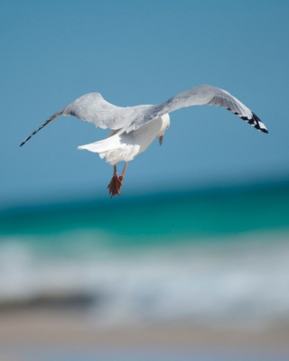 Seagull Flying - Obrázkek zdarma pro 240x320