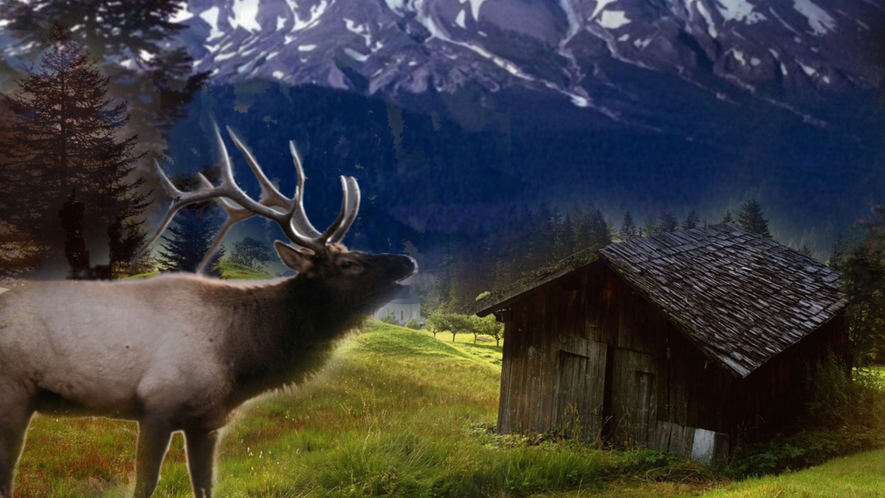 Big Elk wallpaper 1280x720