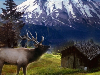 Fondo de pantalla Big Elk 320x240