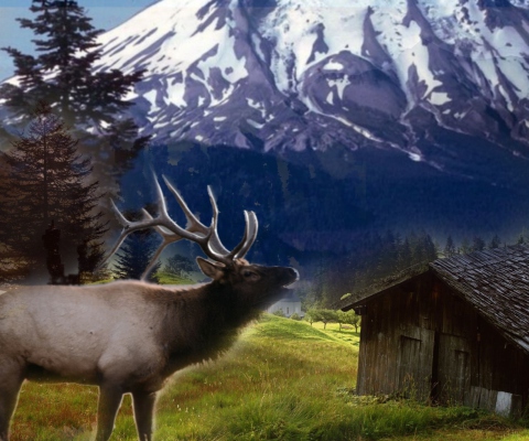 Das Big Elk Wallpaper 480x400