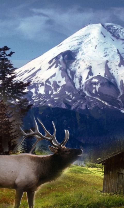 Das Big Elk Wallpaper 480x800