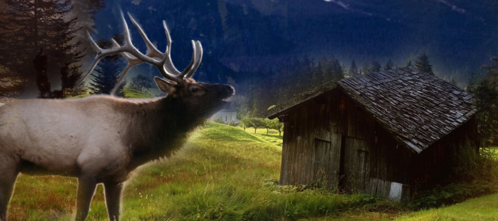 Das Big Elk Wallpaper 720x320