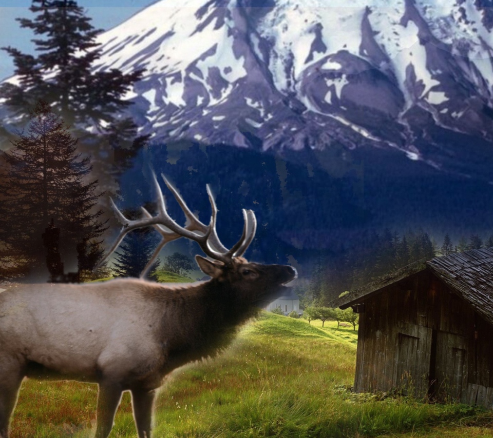 Big Elk wallpaper 960x854