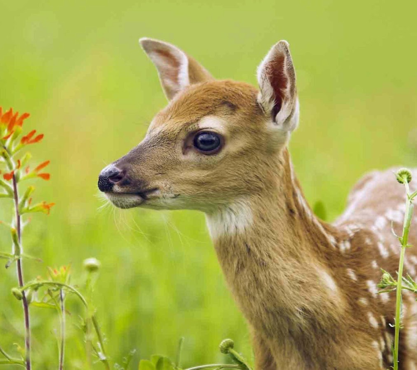 Young Deer wallpaper 1440x1280