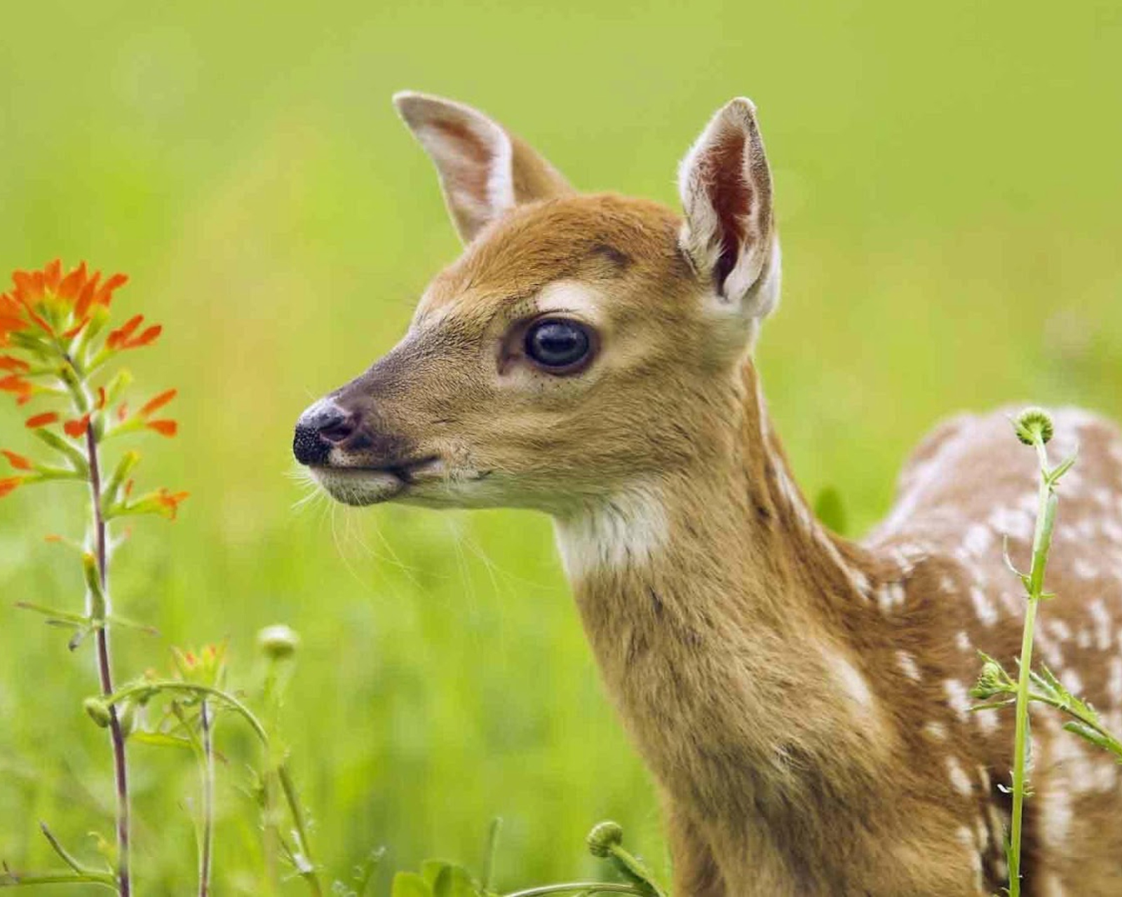 Young Deer wallpaper 1600x1280