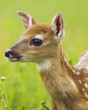 Обои Young Deer 176x220