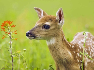 Fondo de pantalla Young Deer 320x240