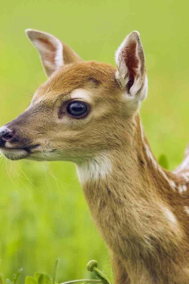 Sfondi Young Deer 640x960