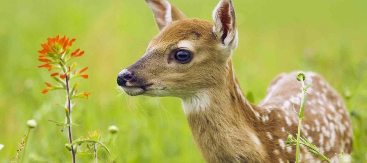 Young Deer wallpaper 720x320