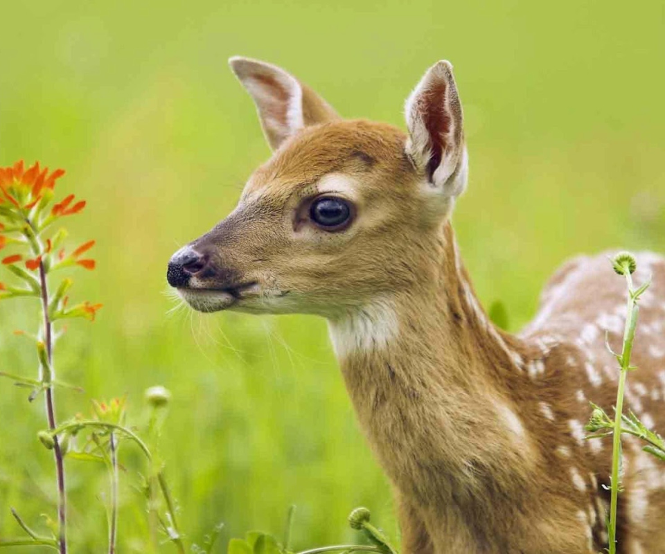 Sfondi Young Deer 960x800