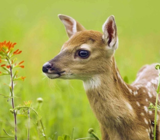 Young Deer sfondi gratuiti per HP TouchPad