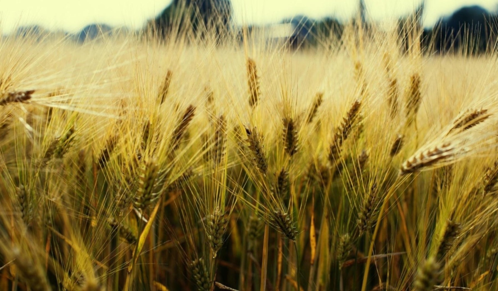 Golden Wheat wallpaper 1024x600