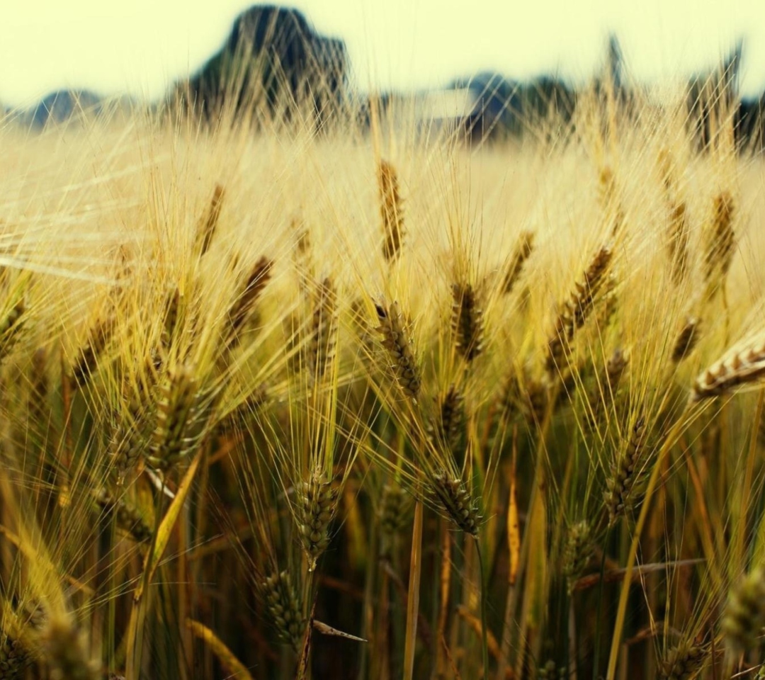 Das Golden Wheat Wallpaper 1080x960