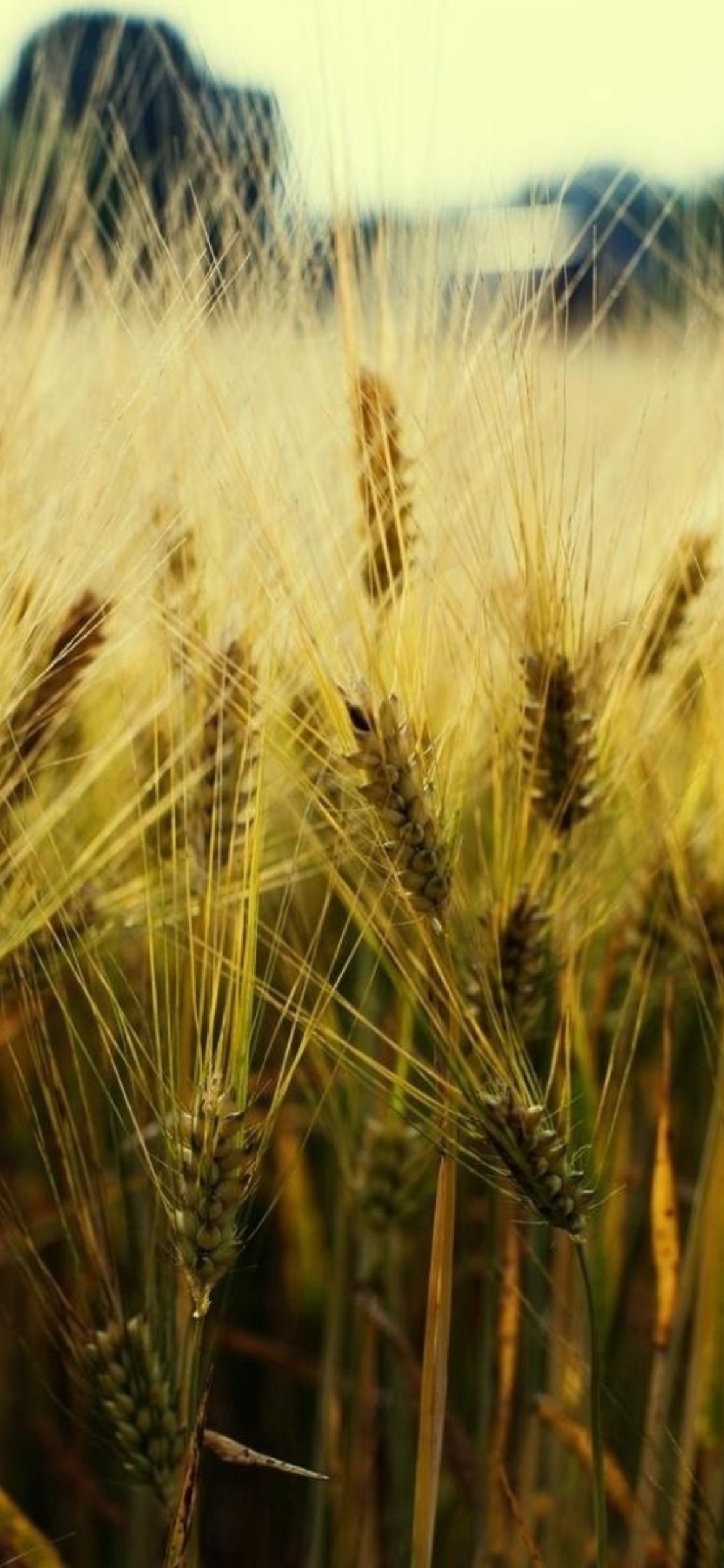 Golden Wheat screenshot #1 1170x2532