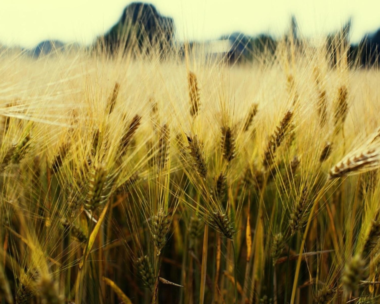 Das Golden Wheat Wallpaper 1280x1024