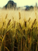 Fondo de pantalla Golden Wheat 132x176