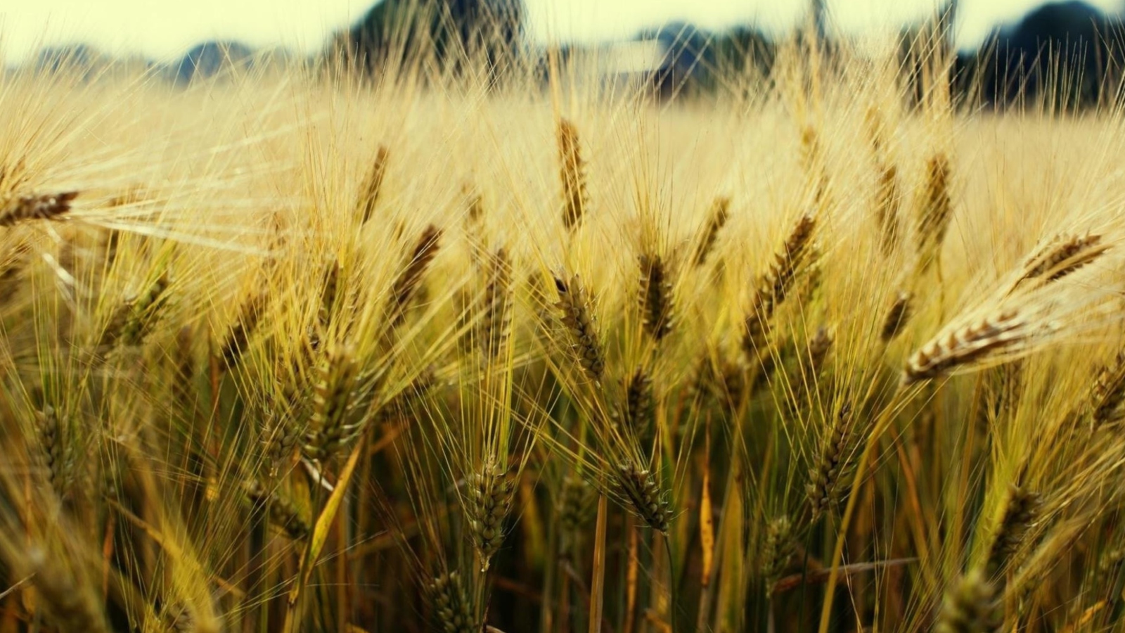 Fondo de pantalla Golden Wheat 1600x900