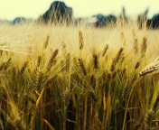 Golden Wheat screenshot #1 176x144