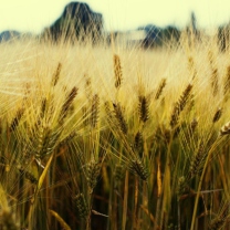Fondo de pantalla Golden Wheat 208x208
