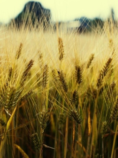 Golden Wheat wallpaper 240x320