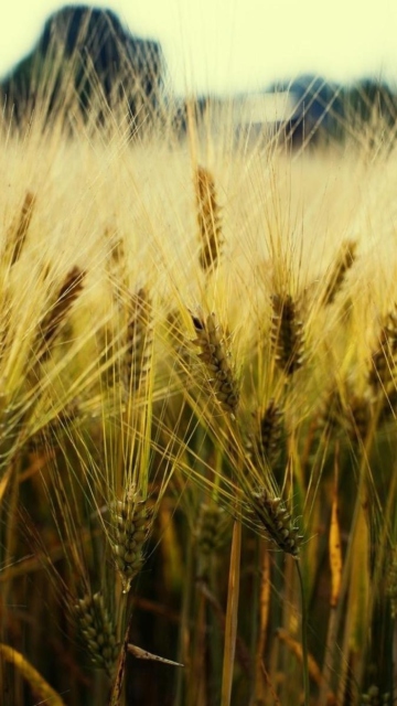 Sfondi Golden Wheat 360x640