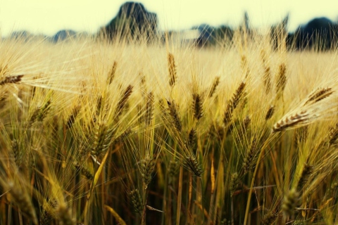 Das Golden Wheat Wallpaper 480x320