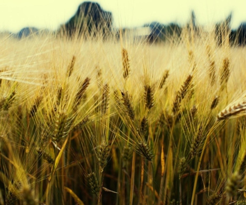 Golden Wheat screenshot #1 480x400
