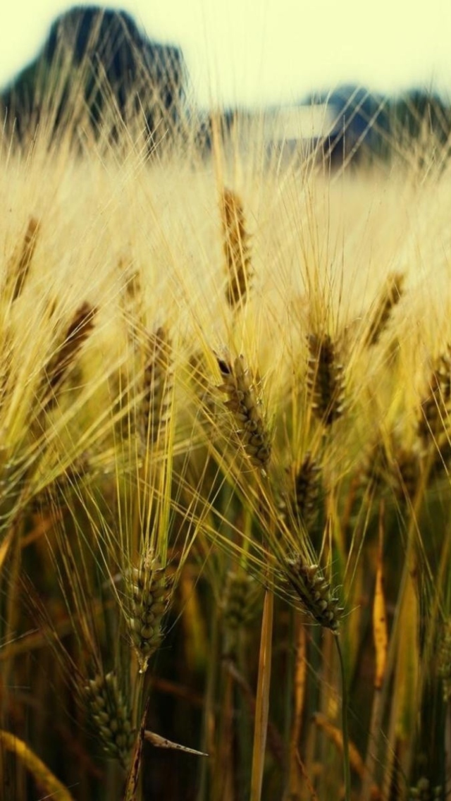 Golden Wheat wallpaper 640x1136