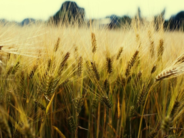 Golden Wheat wallpaper 640x480