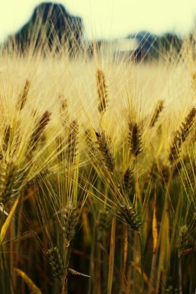 Das Golden Wheat Wallpaper 640x960