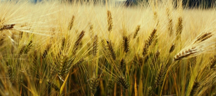Golden Wheat screenshot #1 720x320