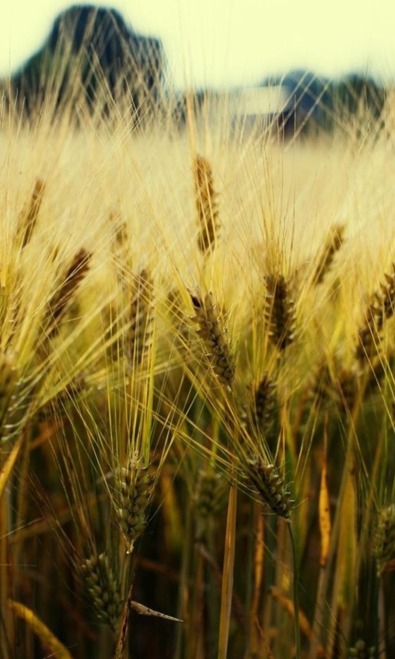 Fondo de pantalla Golden Wheat 768x1280
