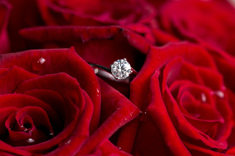 Обои Diamond Ring And Roses 480x320