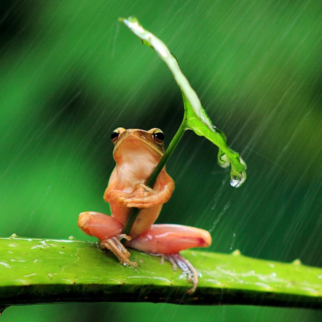 Обои Funny Frog Hiding From Rain 1024x1024