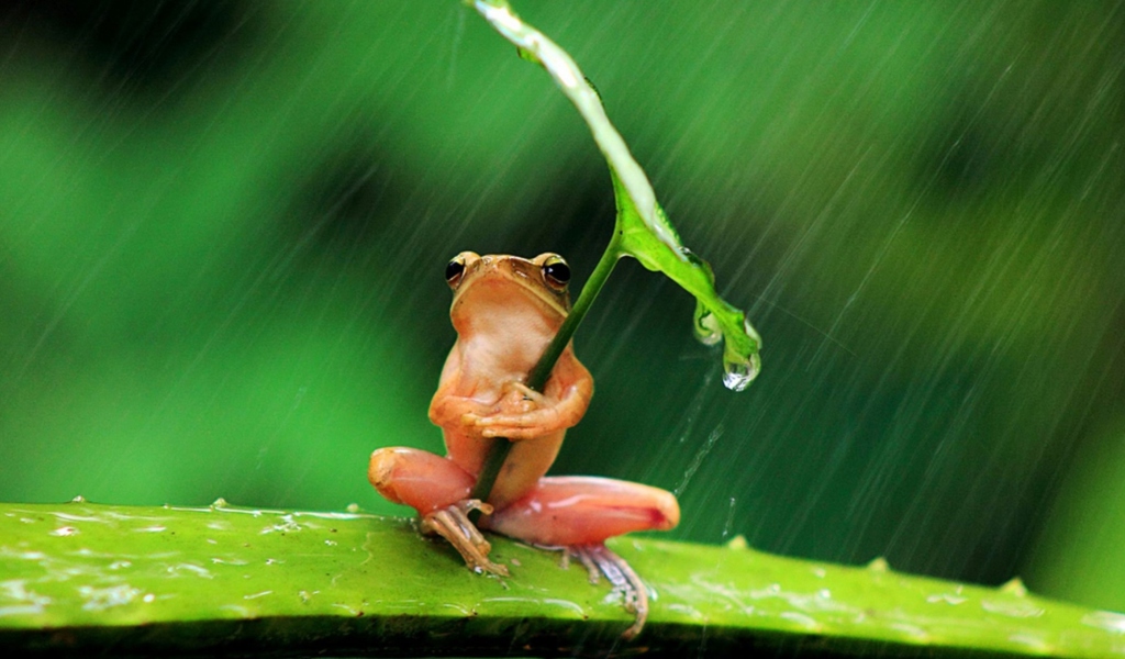 Обои Funny Frog Hiding From Rain 1024x600
