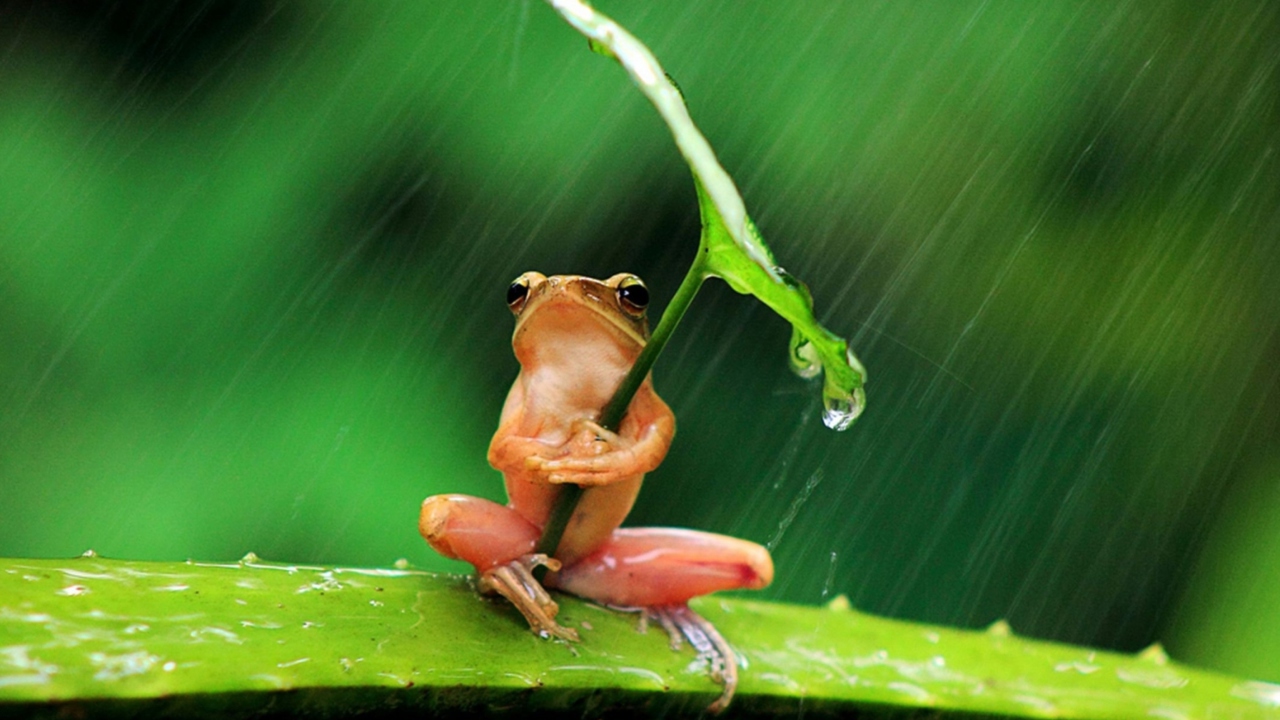 Обои Funny Frog Hiding From Rain 1280x720