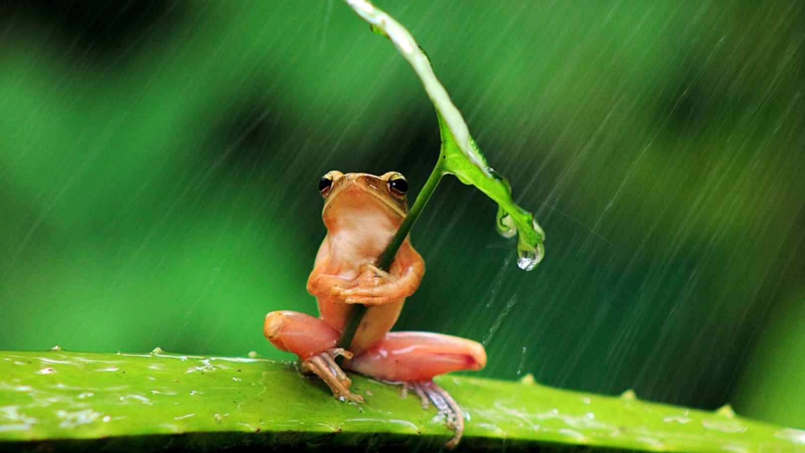 Fondo de pantalla Funny Frog Hiding From Rain 1600x900