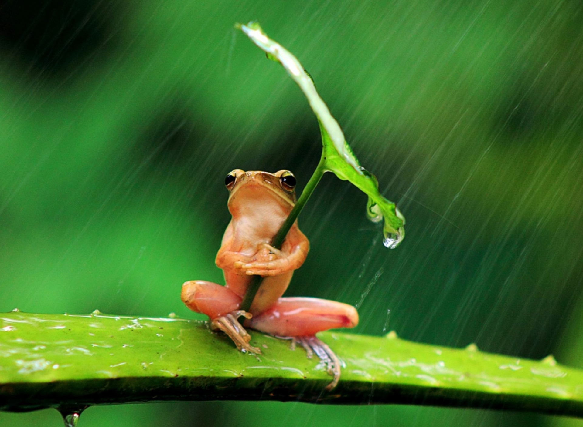 Обои Funny Frog Hiding From Rain 1920x1408